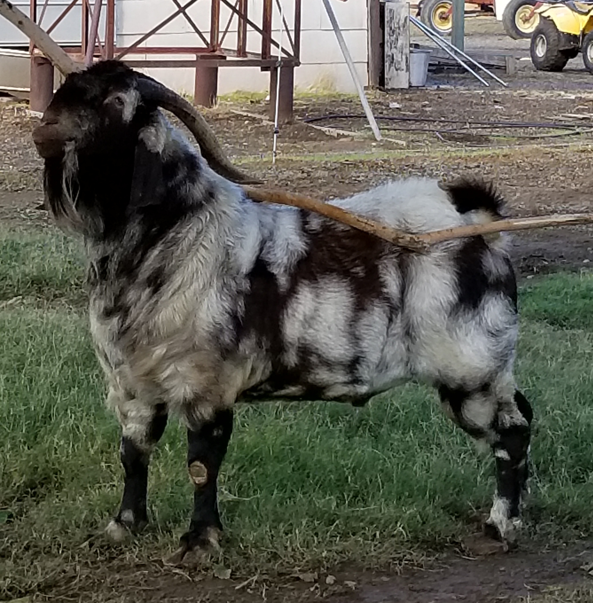show boer goats